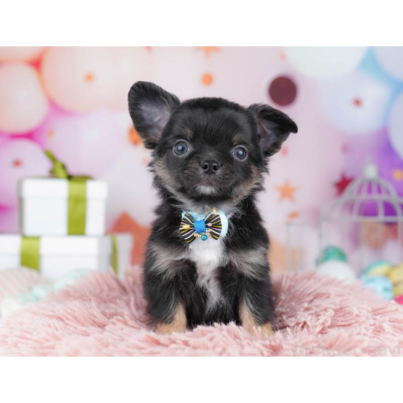 販売中の千葉県のチワワ(ロングコート)-437714の3枚目