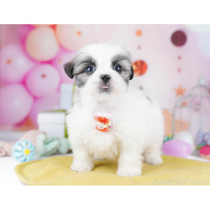 販売中の千葉県のミックス犬-437713の11枚目