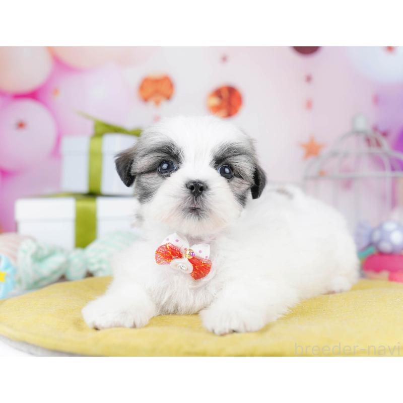 販売中の千葉県のミックス犬-437713の10枚目