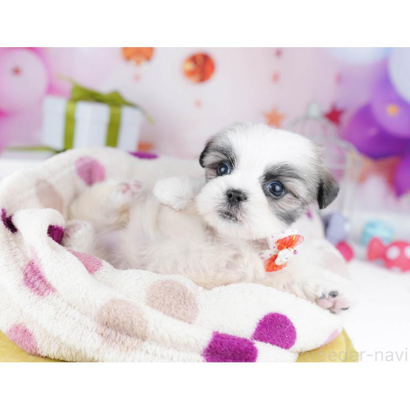 販売中の千葉県のミックス犬-437713の9枚目