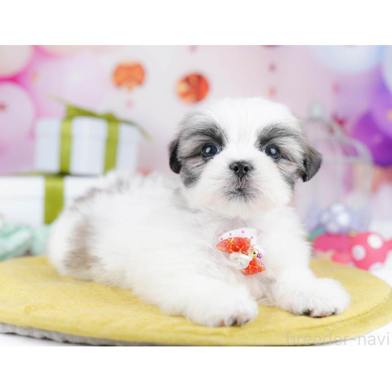 販売中の千葉県のミックス犬-437713の8枚目