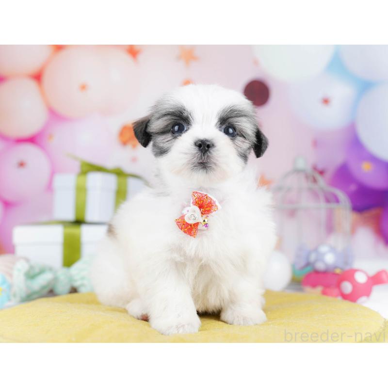 販売中の千葉県のミックス犬-437713の7枚目