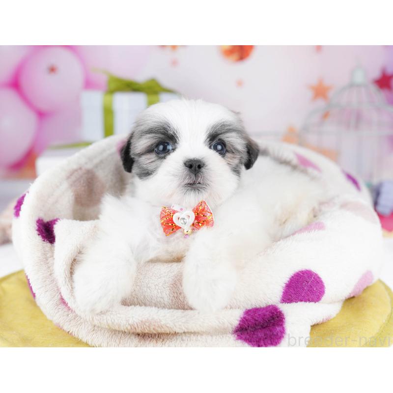 販売中の千葉県のミックス犬-437713の6枚目