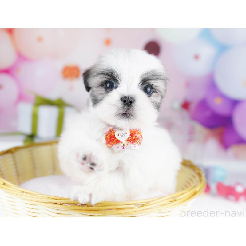 販売中の千葉県のミックス犬-437713の5枚目