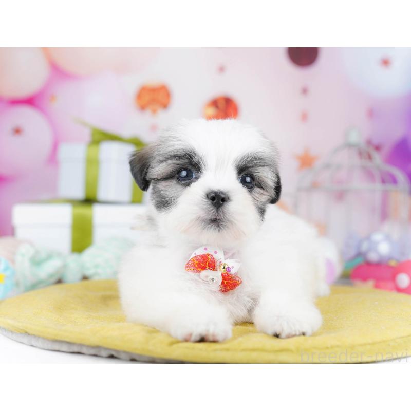 販売中の千葉県のミックス犬-437713の4枚目