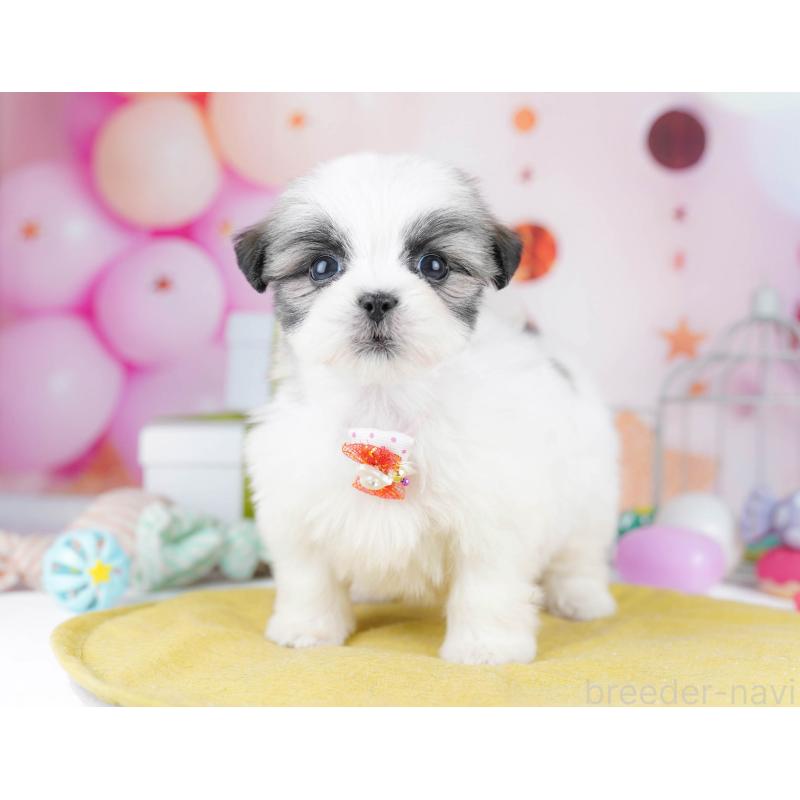 販売中の千葉県のミックス犬-437713の3枚目