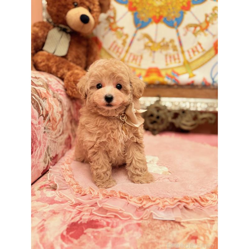 商談中の大阪府のタイニープードル-437255の10枚目