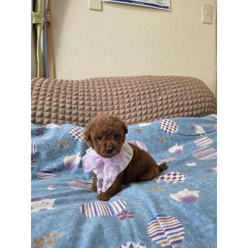 商談中の埼玉県のティーカッププードル-437262の14枚目