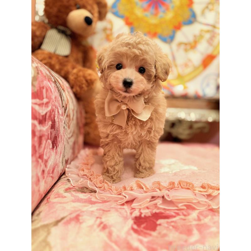 商談中の大阪府のタイニープードル-437255の8枚目