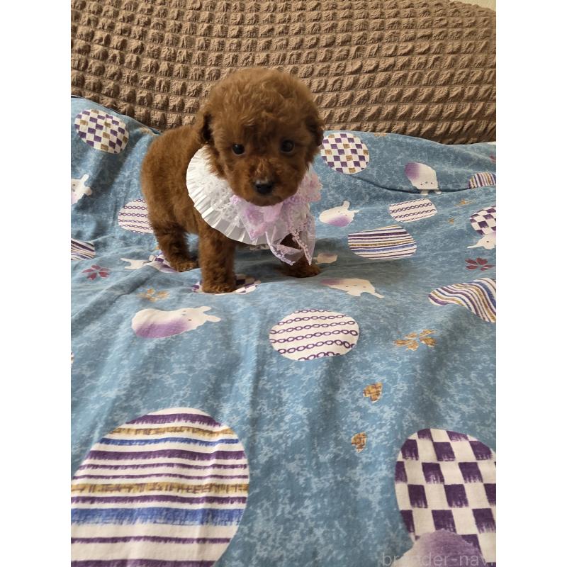 商談中の埼玉県のティーカッププードル-437262の13枚目