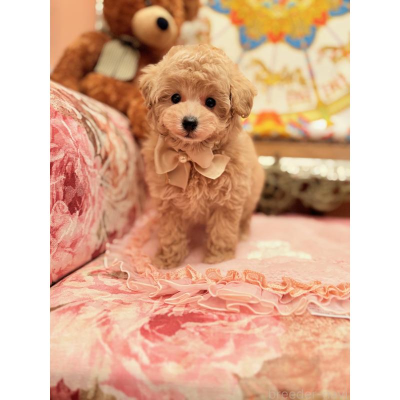 商談中の大阪府のタイニープードル-437255の7枚目