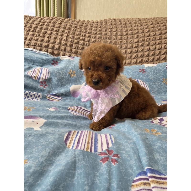 商談中の埼玉県のティーカッププードル-437262の12枚目