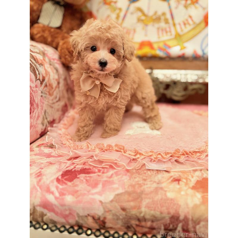 商談中の大阪府のタイニープードル-437255の6枚目