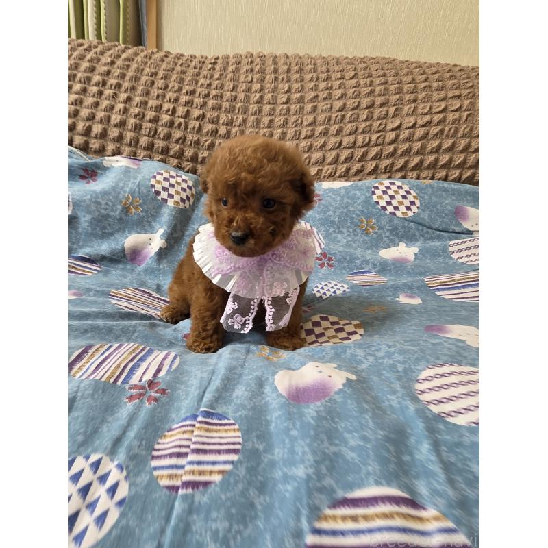 商談中の埼玉県のティーカッププードル-437262の11枚目