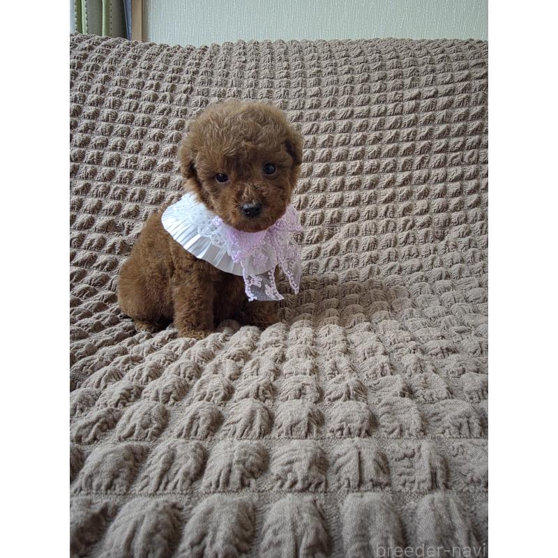 商談中の埼玉県のティーカッププードル-437262の10枚目