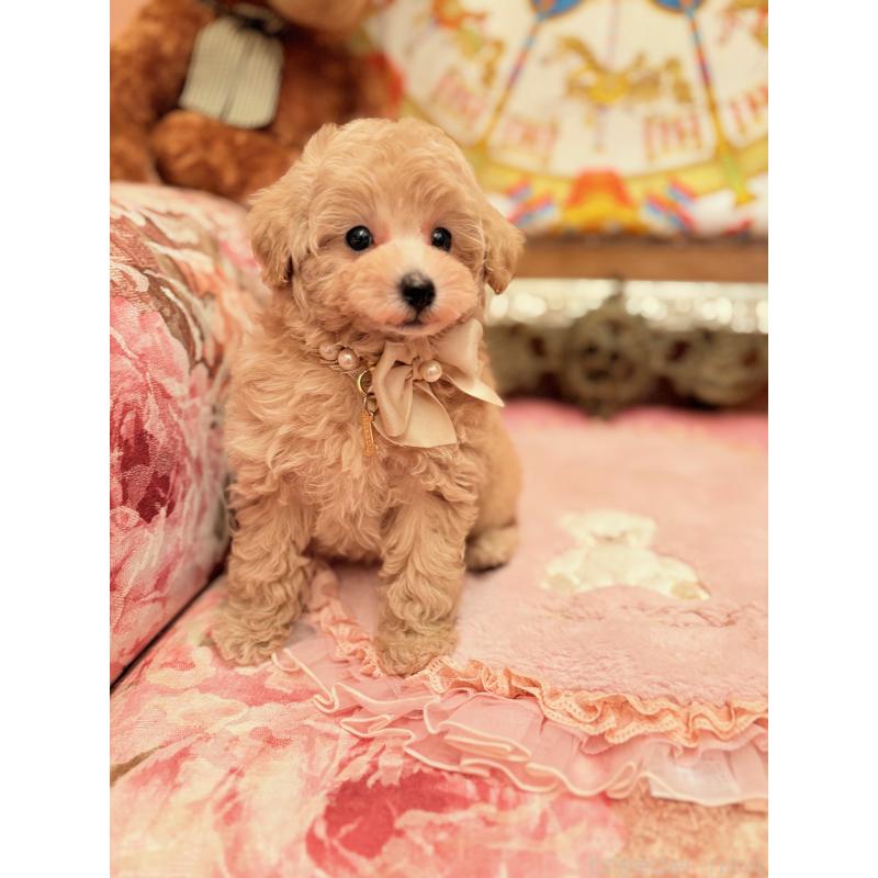 商談中の大阪府のタイニープードル-437255の5枚目