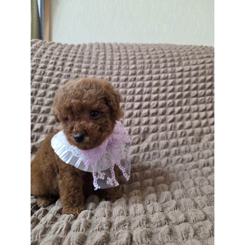 商談中の埼玉県のティーカッププードル-437262の9枚目