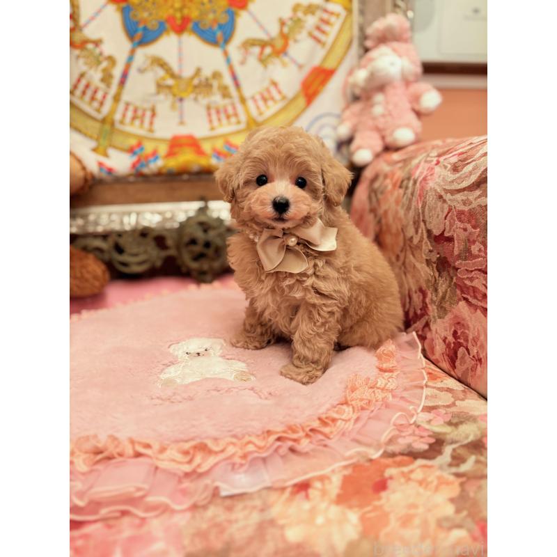 商談中の大阪府のタイニープードル-437255の4枚目