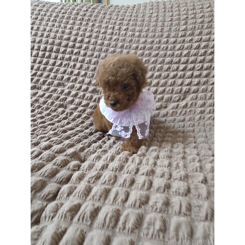 商談中の埼玉県のティーカッププードル-437262の8枚目