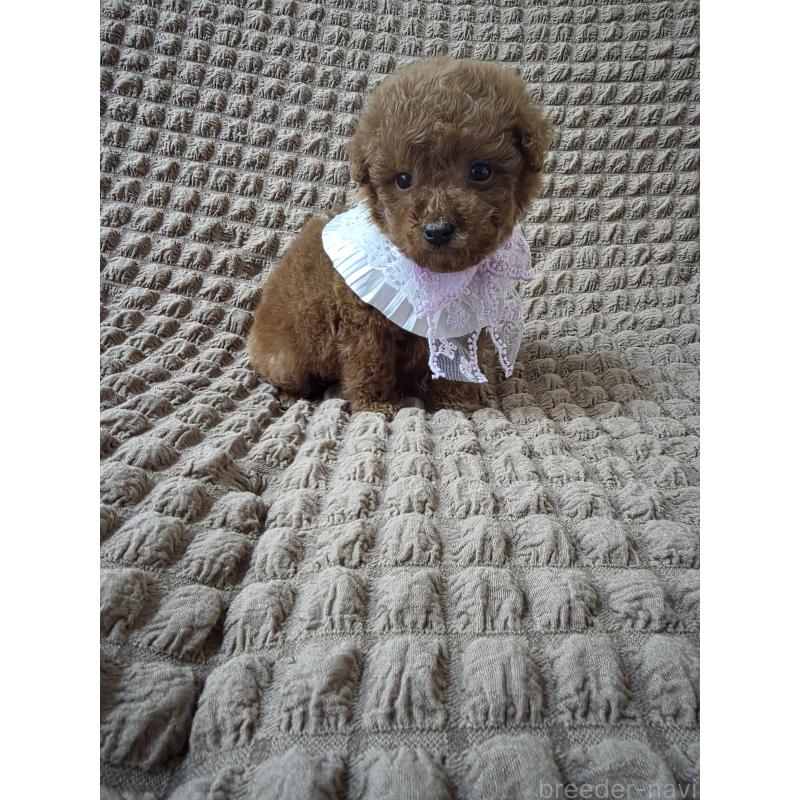 商談中の埼玉県のティーカッププードル-437262の7枚目