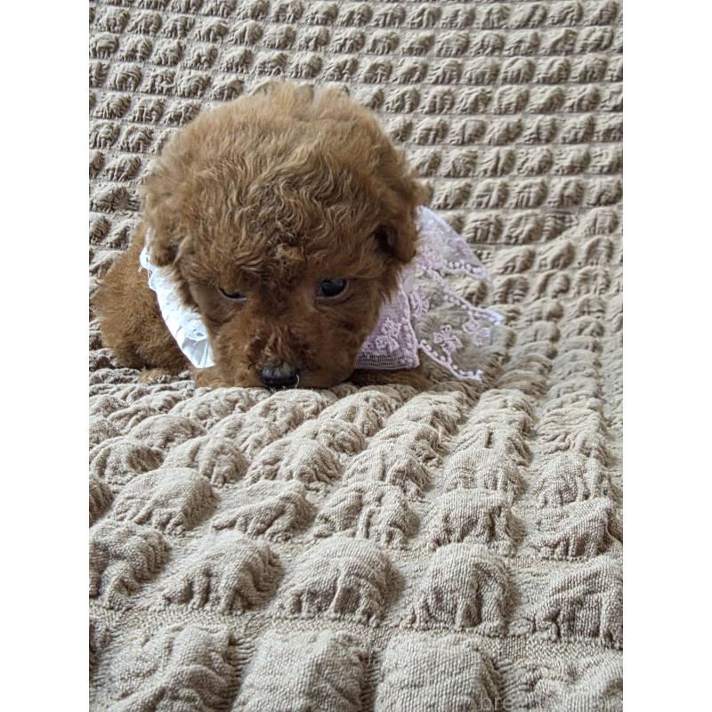 商談中の埼玉県のティーカッププードル-437262の6枚目