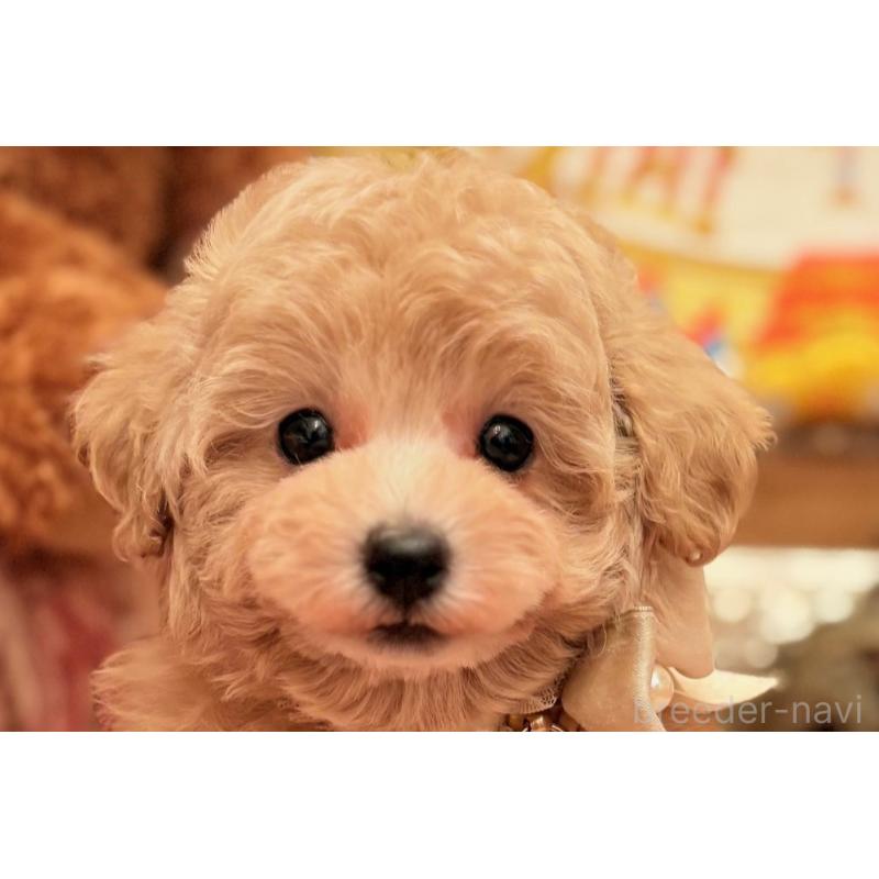 商談中の大阪府のタイニープードル-437255の1枚目