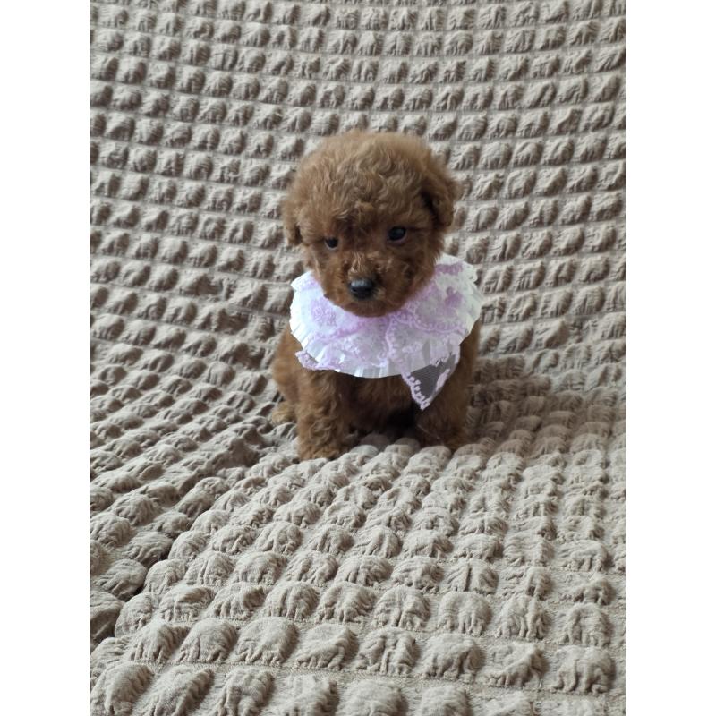 商談中の埼玉県のティーカッププードル-437262の5枚目