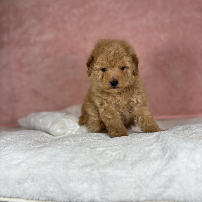 販売中の大阪府のトイプードル-437256の4枚目