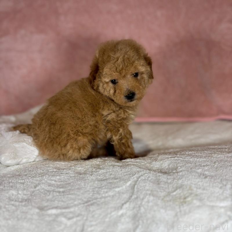 販売中の大阪府のトイプードル-437256の3枚目