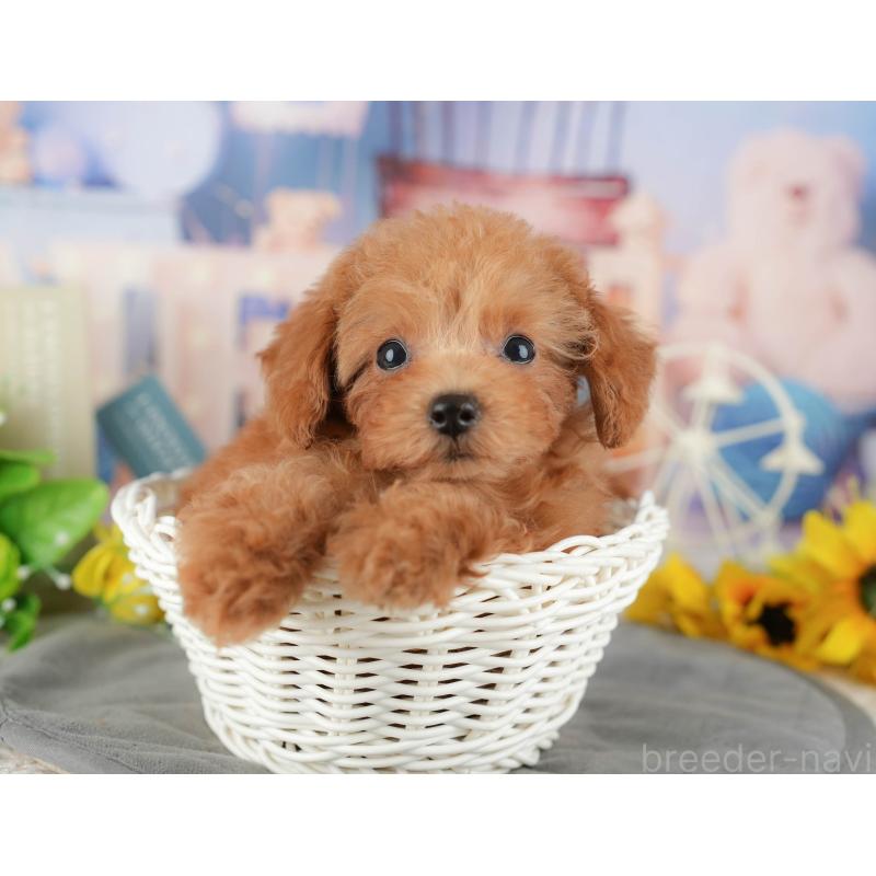 販売中の千葉県のタイニープードル-437673