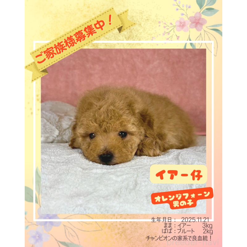 販売中の大阪府のトイプードル-437256の1枚目