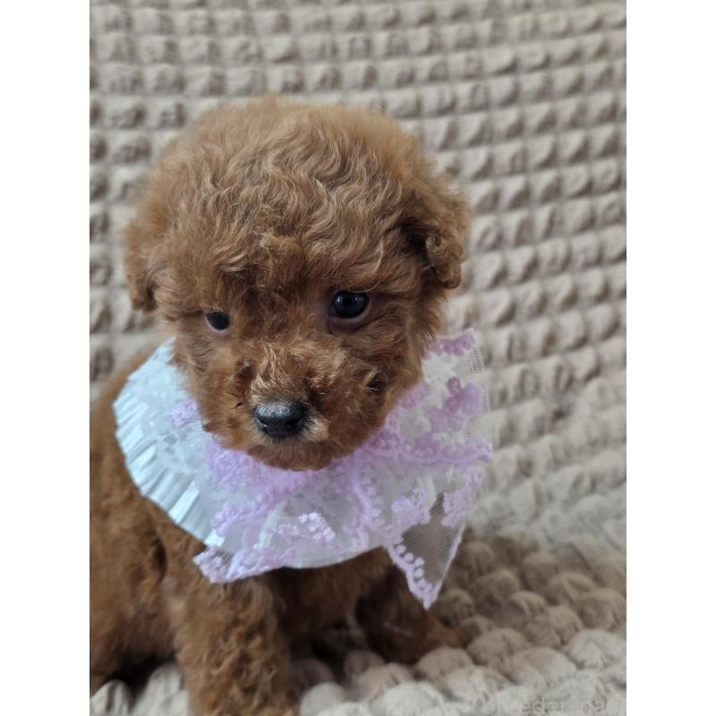 商談中の埼玉県のティーカッププードル-437262の4枚目