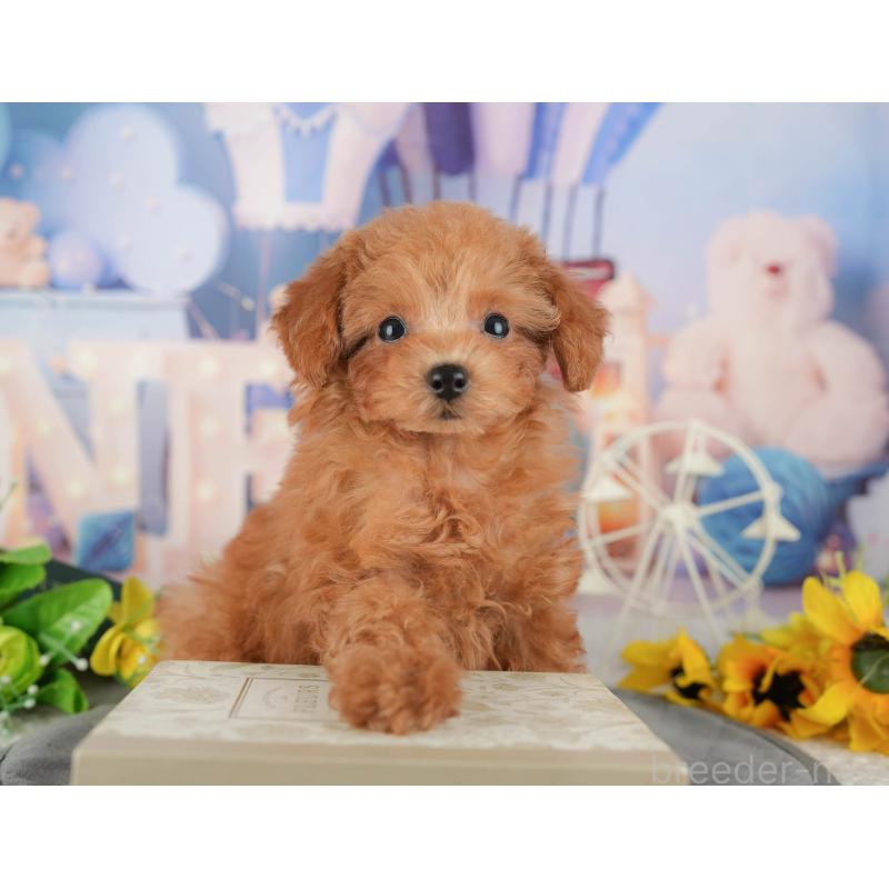 販売中の千葉県のタイニープードル-437673の10枚目