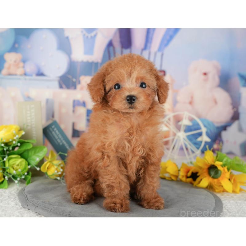 販売中の千葉県のタイニープードル-437673の9枚目