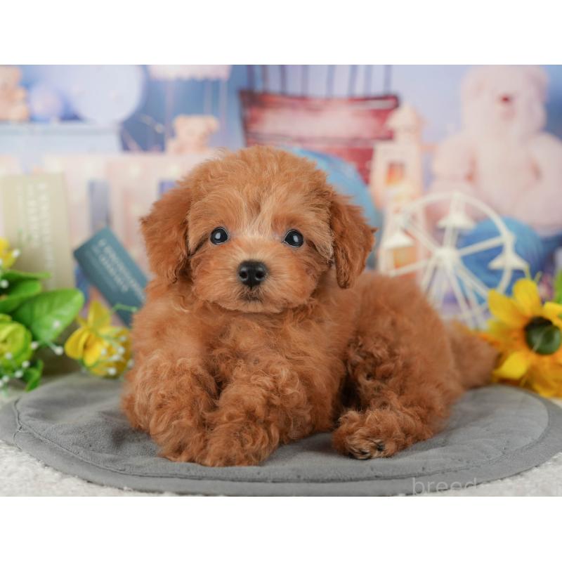 販売中の千葉県のタイニープードル-437673の8枚目