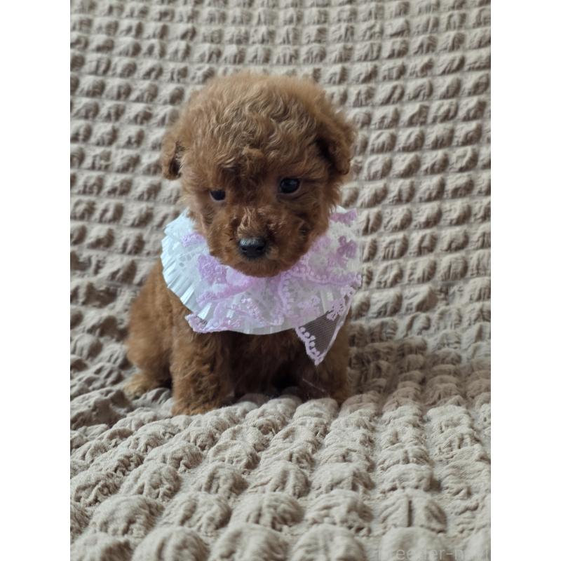 商談中の埼玉県のティーカッププードル-437262の3枚目