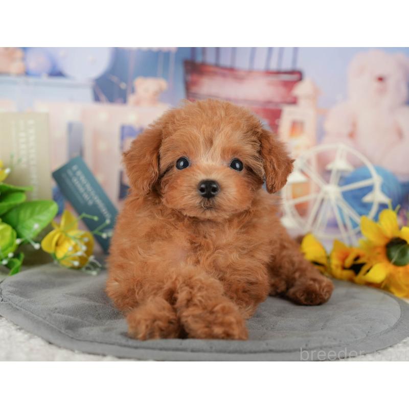 販売中の千葉県のタイニープードル-437673の6枚目