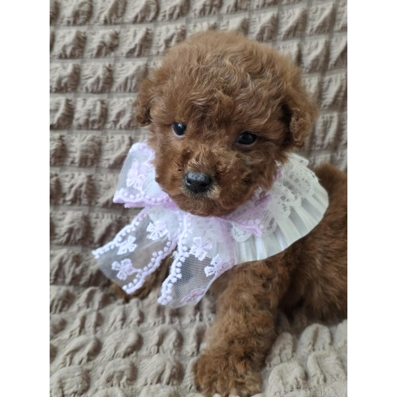 商談中の埼玉県のティーカッププードル-437262の2枚目