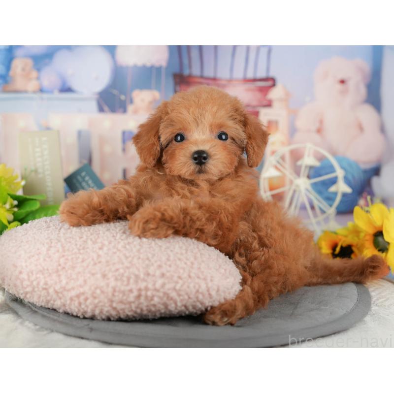 販売中の千葉県のタイニープードル-437673の5枚目