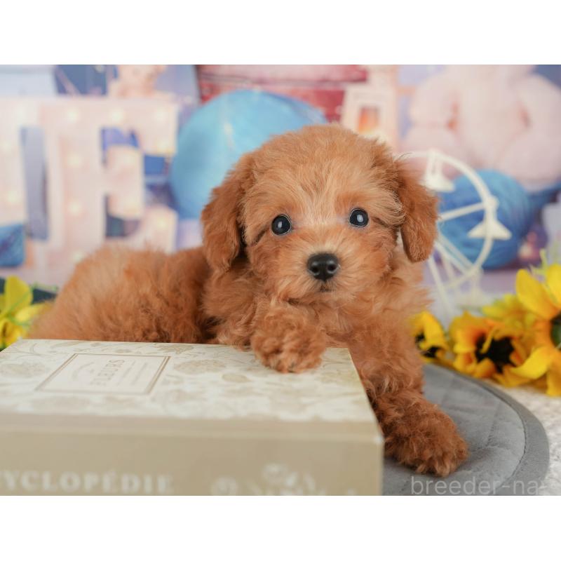 販売中の千葉県のタイニープードル-437673の4枚目