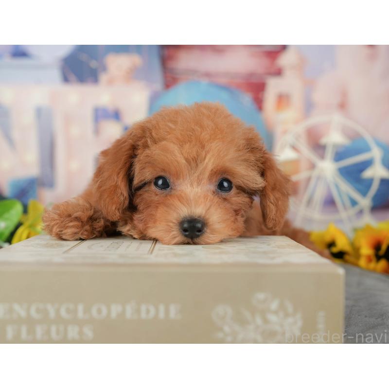 販売中の千葉県のタイニープードル-437673の3枚目