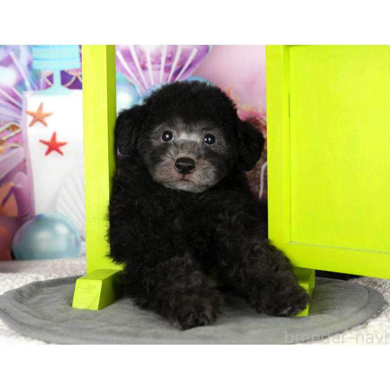 販売中の千葉県のトイプードル-437671の10枚目