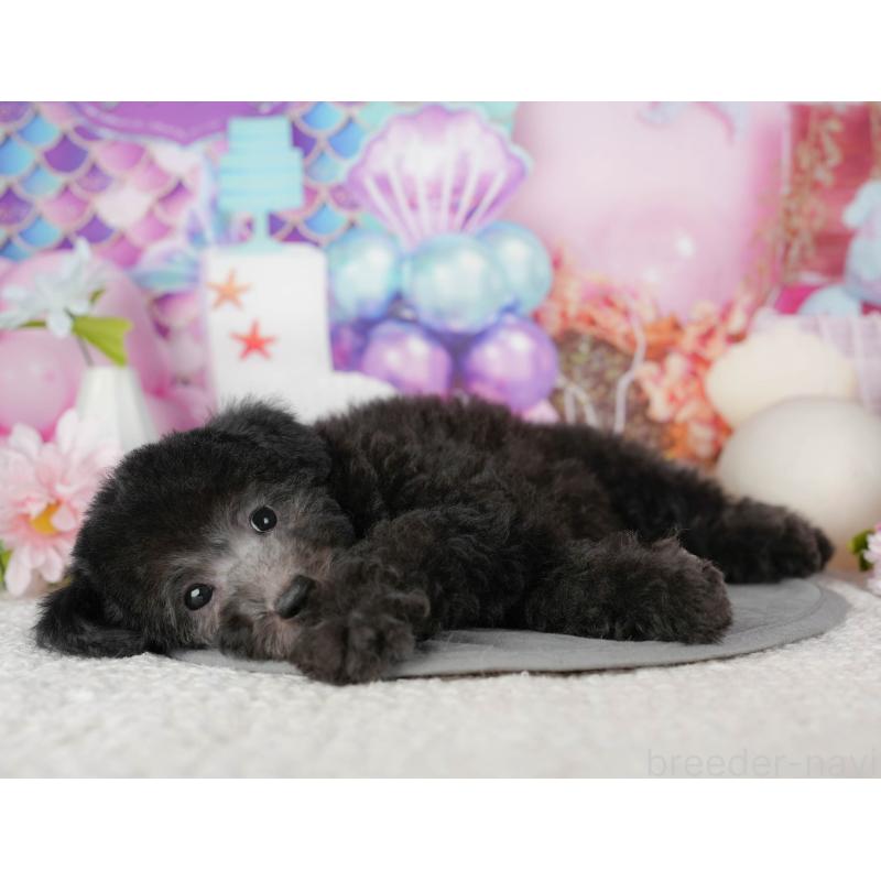 販売中の千葉県のトイプードル-437671の9枚目