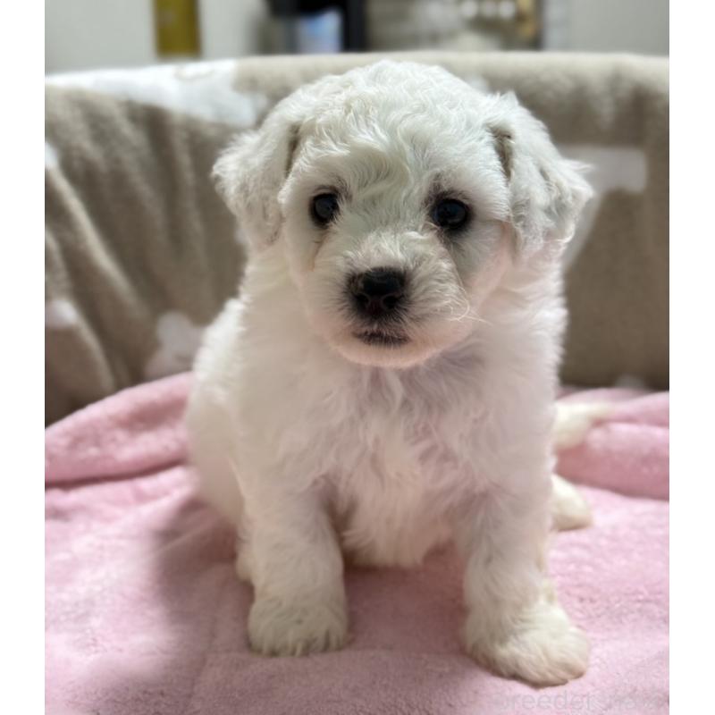 販売中の千葉県のビションフリーゼ-437257の3枚目