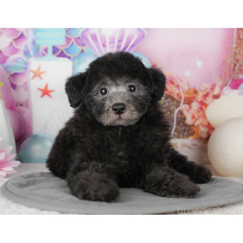 販売中の千葉県のトイプードル-437671の8枚目