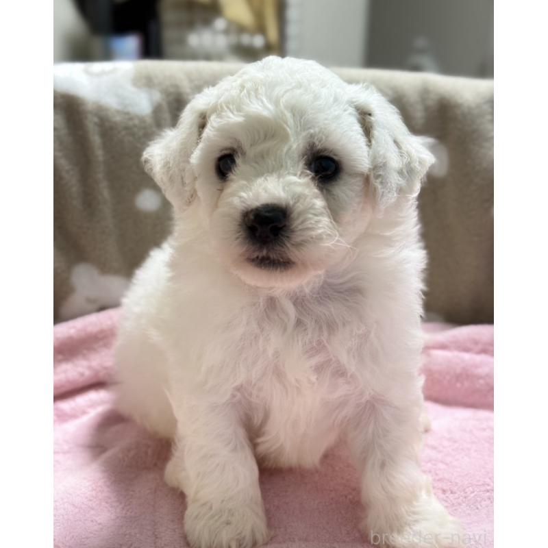 販売中の千葉県のビションフリーゼ-437257の2枚目