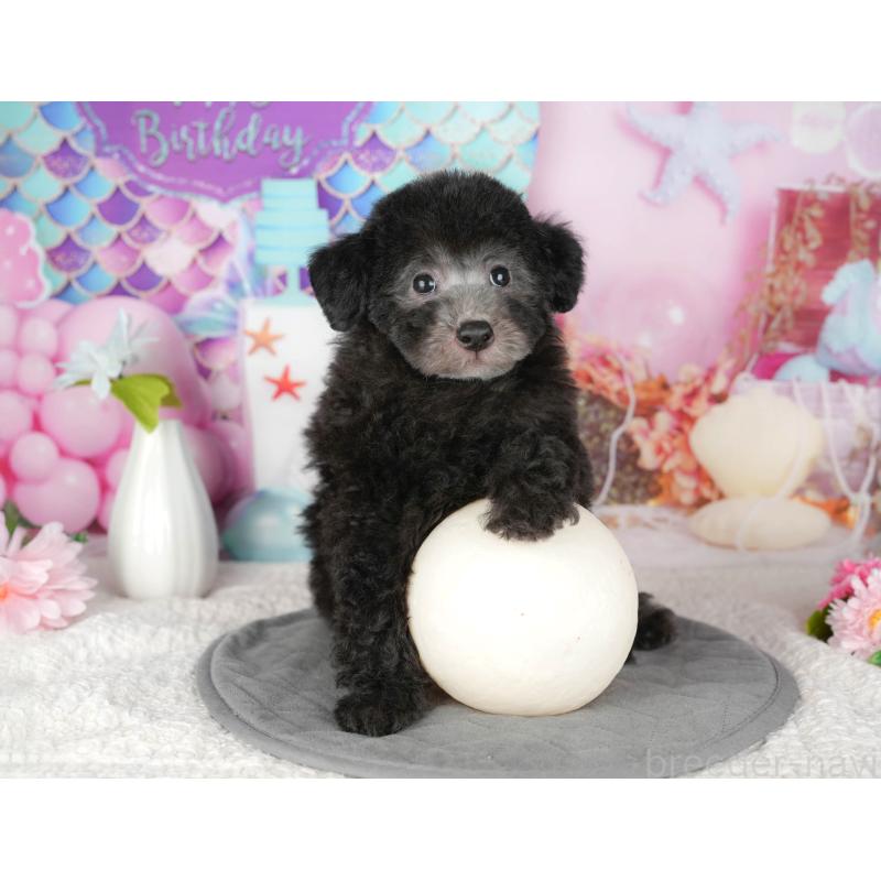 販売中の千葉県のトイプードル-437671の5枚目