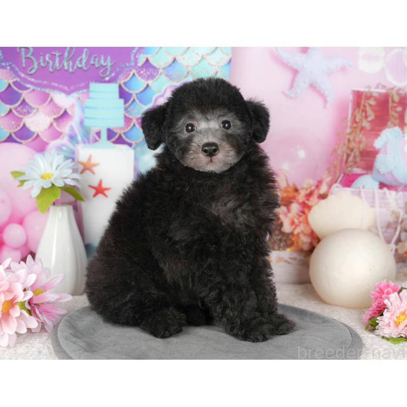 販売中の千葉県のトイプードル-437671の3枚目