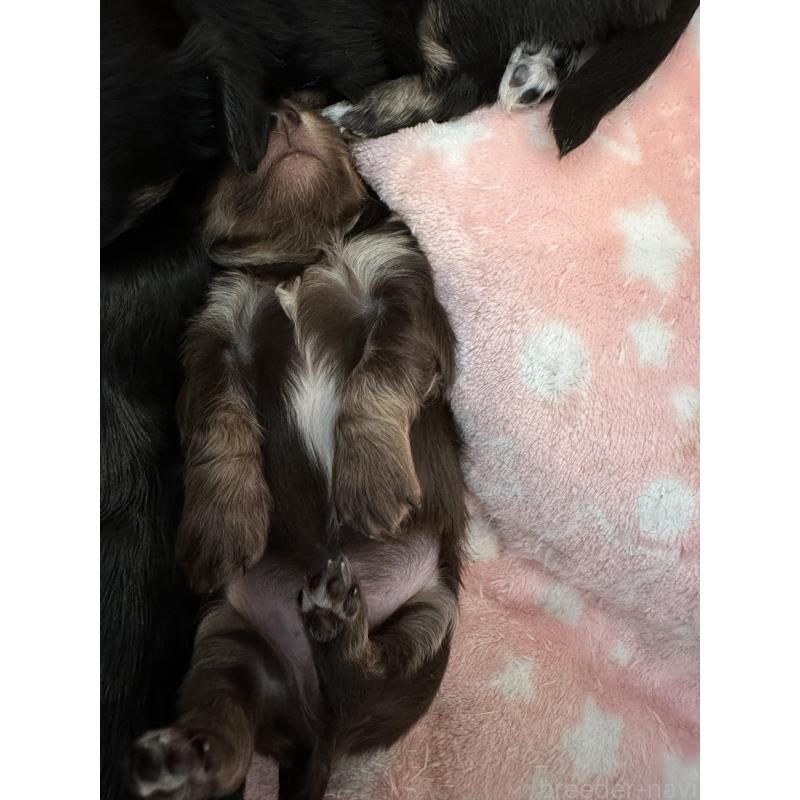 販売中の山形県のチワワ(スムースコート)-437240の4枚目