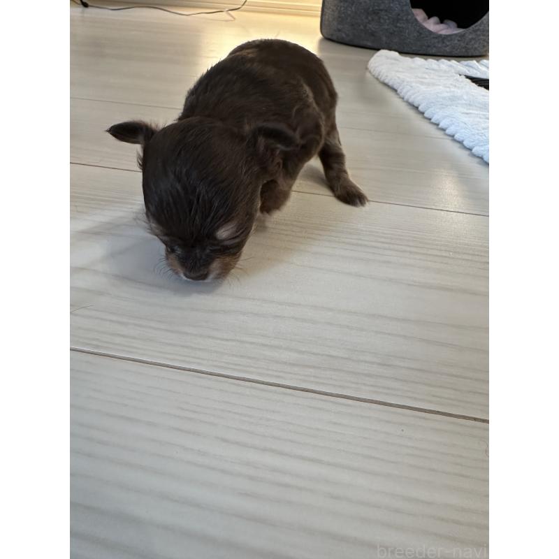 販売中の山形県のチワワ(スムースコート)-437240の3枚目